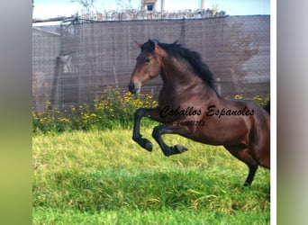 PRE Mix, Stallion, 2 years, 15,2 hh, Brown