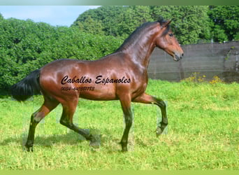 PRE Mix, Stallion, 2 years, 15,2 hh, Brown