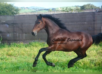 PRE Mix, Stallion, 2 years, 15,2 hh, Brown