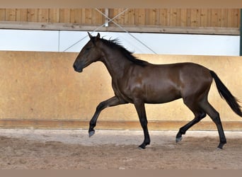 PRE, Stallion, 2 years, 15,2 hh, Brown