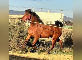 PRE Mix, Stallion, 2 years, 15,2 hh, Brown