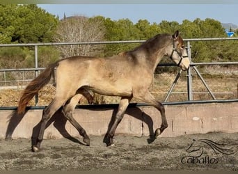 PRE Mix, Stallion, 2 years, 15,2 hh, Buckskin