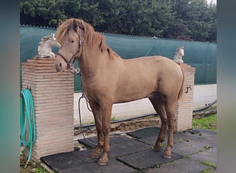 PRE Mix, Stallion, 2 years, 15,2 hh, Champagne