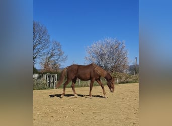 PRE Mix, Stallion, 2 years, 15,2 hh, Chestnut-Red
