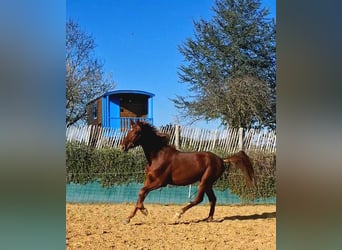 PRE, Stallion, 2 years, 15,2 hh, Chestnut-Red
