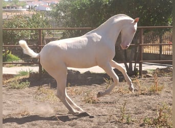 PRE Mix, Stallion, 2 years, 15,2 hh, Cremello