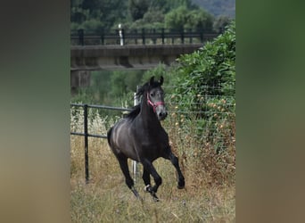 PRE Mix, Stallion, 2 years, 15,2 hh, Gray-Dapple