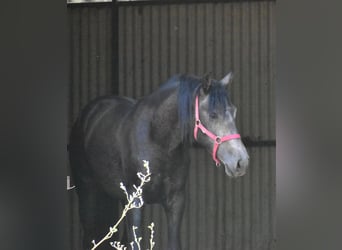 PRE Mix, Stallion, 2 years, 15,2 hh, Gray-Dapple