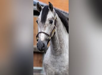 PRE Mix, Stallion, 2 years, 15,2 hh, Grey