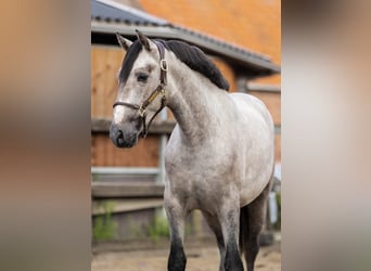 PRE Mix, Stallion, 2 years, 15,2 hh, Grey