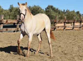 PRE, Stallion, 2 years, 15,2 hh, Pearl