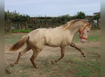PRE Mix, Stallion, 2 years, 15,2 hh, Perlino