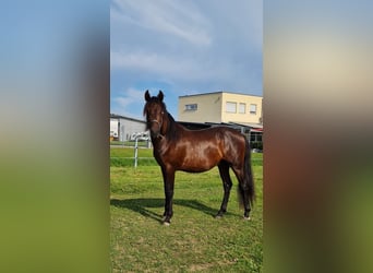 PRE Mix, Stallion, 2 years, 15,3 hh, Brown