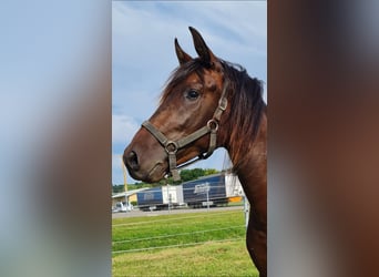 PRE Mix, Stallion, 2 years, 15,3 hh, Brown