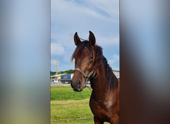 PRE Mix, Stallion, 2 years, 15,3 hh, Brown