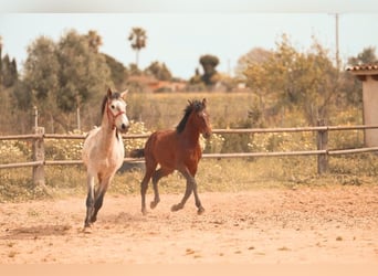 PRE, Stallion, 2 years, 15,3 hh, Brown