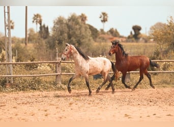 PRE, Stallion, 2 years, 15,3 hh, Brown