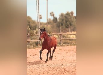 PRE, Stallion, 2 years, 15,3 hh, Brown