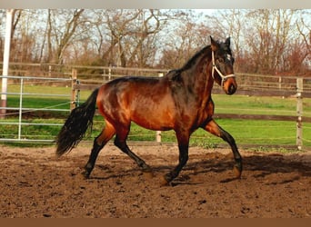 PRE Mix, Stallion, 2 years, 15,3 hh, Brown