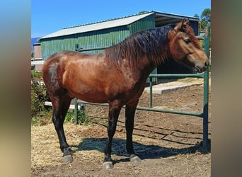 PRE Mix, Stallion, 2 years, 15,3 hh, Buckskin