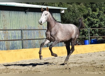 PRE Mix, Stallion, 2 years, 15,3 hh, Grey