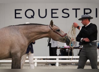PRE Mix, Stallion, 2 years, 15,3 hh, Grey