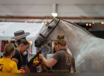 PRE Mix, Stallion, 2 years, 15,3 hh, Grey