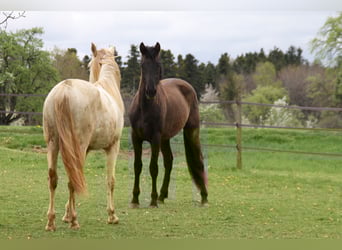 PRE, Stallion, 2 years, 16.1 hh, Black
