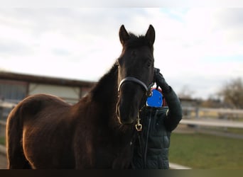 PRE, Stallion, 2 years, 16.1 hh, Black