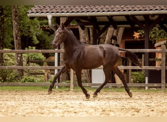PRE Mix, Stallion, 2 years, 16.1 hh, Black