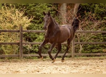 PRE Mix, Stallion, 2 years, 16.1 hh, Black