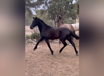 PRE, Stallion, 2 years, 16.1 hh, Black