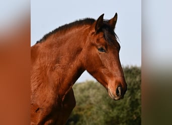 PRE, Stallion, 2 years, 16.1 hh, Brown