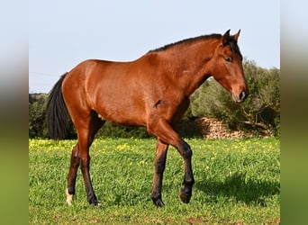 PRE, Stallion, 2 years, 16.1 hh, Brown