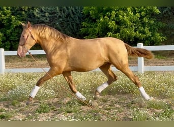 PRE, Stallion, 2 years, 16.1 hh, Champagne PRE, Stallion, 2 years, 16.1 hh, Champagne