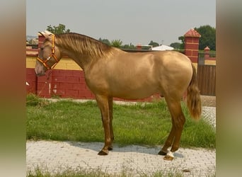 PRE, Stallion, 2 years, 16.1 hh, Champagne PRE, Stallion, 2 years, 16.1 hh, Champagne
