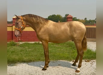 PRE, Stallion, 2 years, 16.1 hh, Champagne PRE, Stallion, 2 years, 16.1 hh, Champagne
