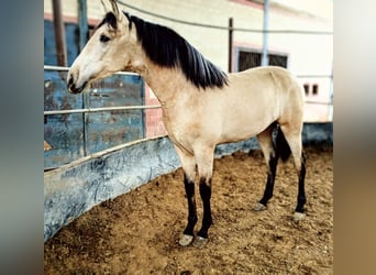 PRE Mix, Stallion, 2 years, 16.1 hh, Dun