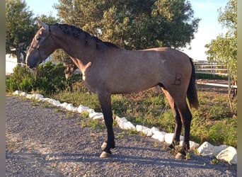 PRE, Stallion, 2 years, 16.1 hh, Gray
