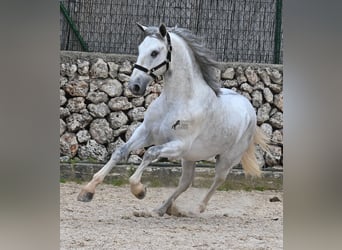 PRE Mix, Stallion, 2 years, 16.1 hh, Gray