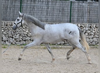 PRE Mix, Stallion, 2 years, 16.1 hh, Gray