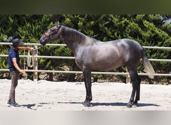 PRE Mix, Stallion, 2 years, 16.1 hh, Gray