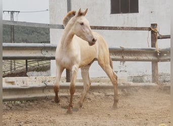 PRE, Stallion, 2 years, 16.1 hh, Pearl
