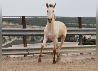 PRE, Stallion, 2 years, 16.1 hh, Pearl