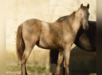 PRE Mix, Stallion, 2 years, 16.1 hh, Pearl