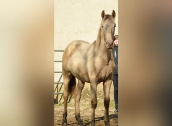 PRE Mix, Stallion, 2 years, 16.1 hh, Pearl