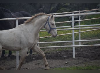 PRE, Stallion, 2 years, 16.1 hh, Perlino