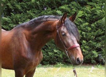 PRE, Hengst, 2 Jahre, 16,2 hh, Brauner