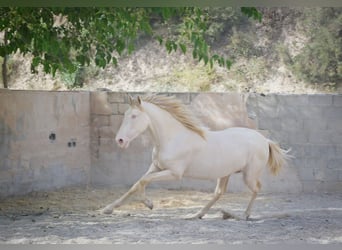 PRE, Stallion, 2 years, 16.2 hh, Cremello