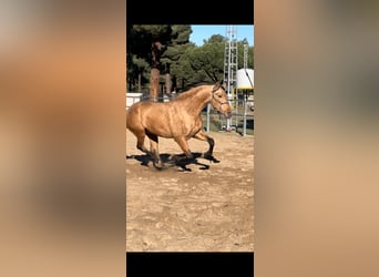 PRE, Stallion, 2 years, 16,2 hh, Dun